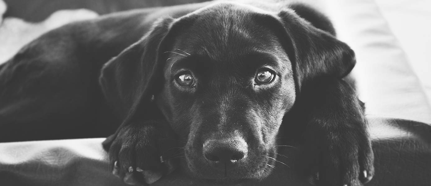 black dog laying on the floor