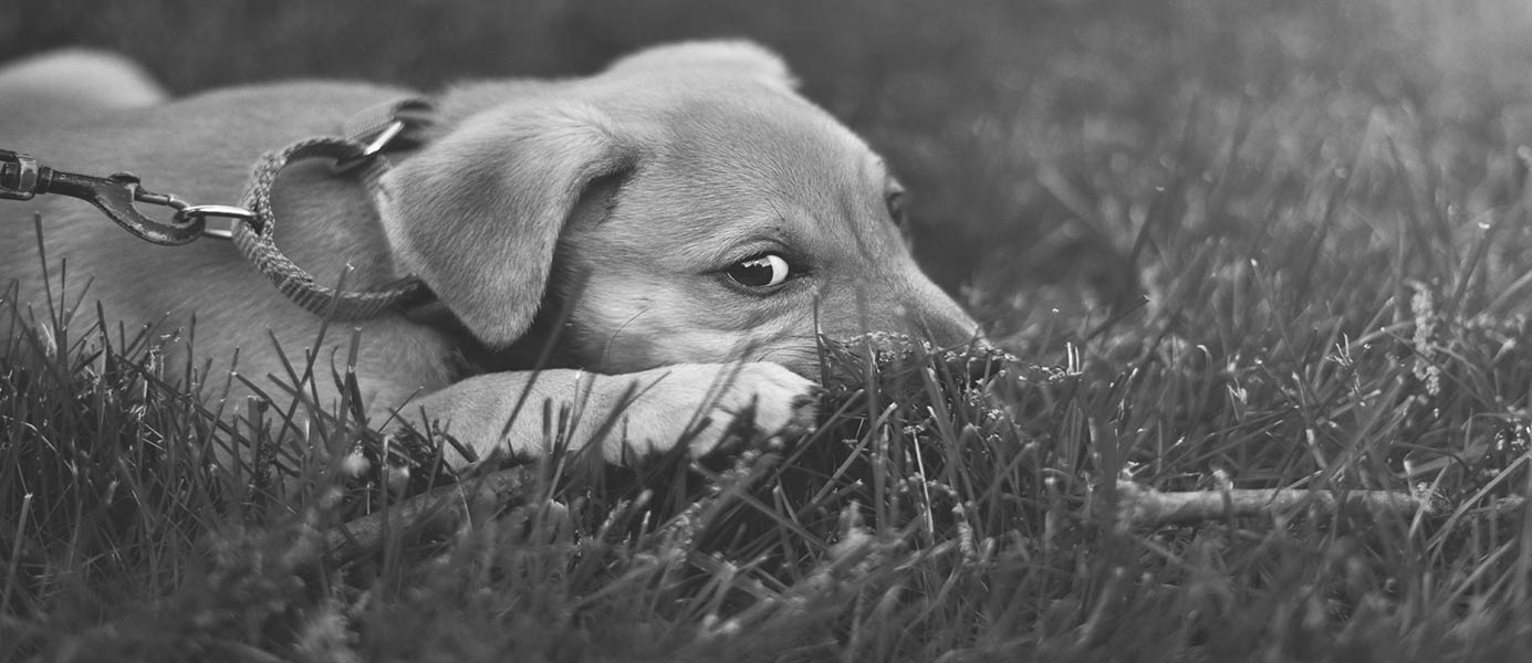 photo of a sad dog laying in the grass