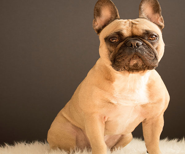 photo of a french bulldog sitting
