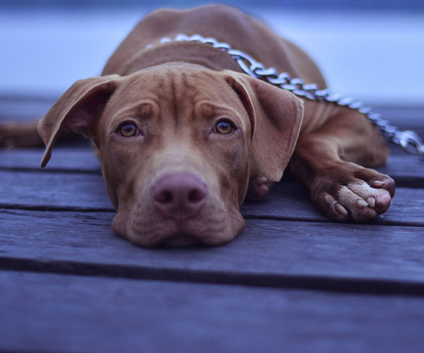 photo of a brown dog laying down on the floor
