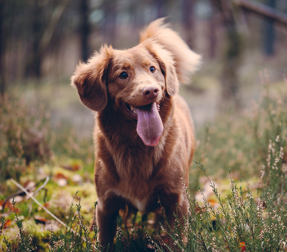 happy dog smiling