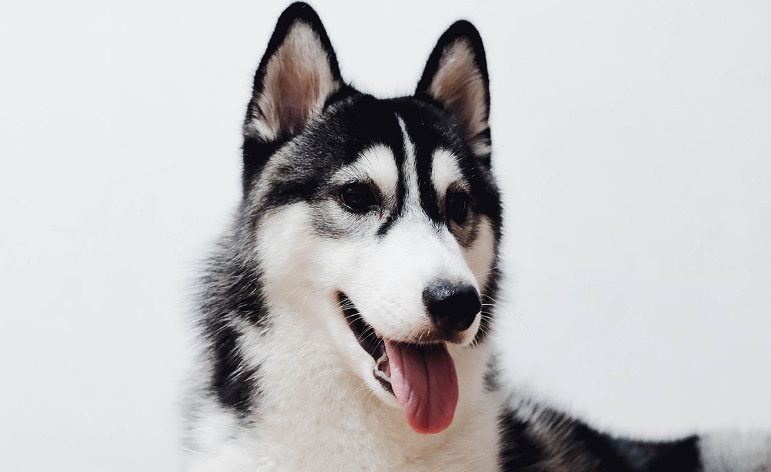 happy alaskan klee kai