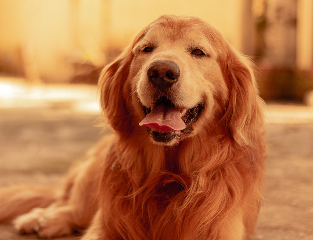golden-retriever laying on the ground