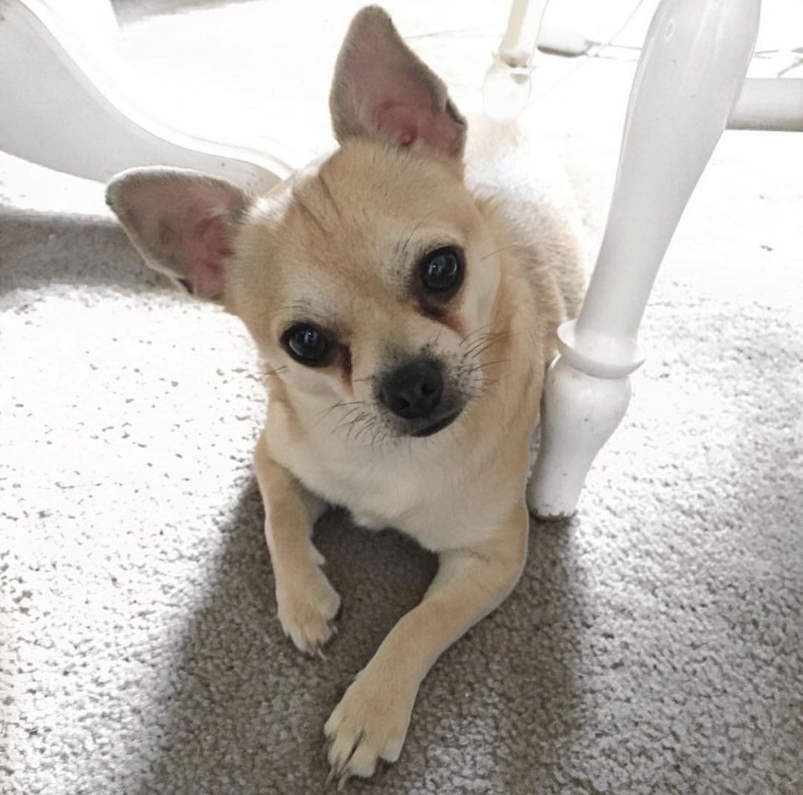 chihuahua laying on the ground